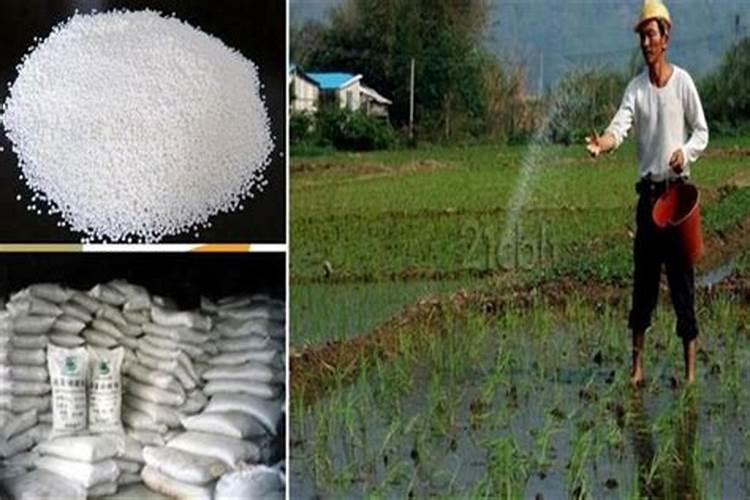 氮肥利用率 氮肥是尿素肥吗