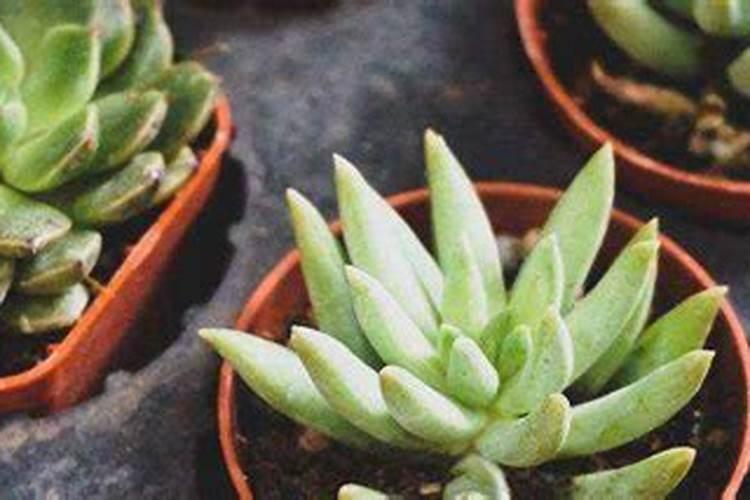 多肉多久施肥一次