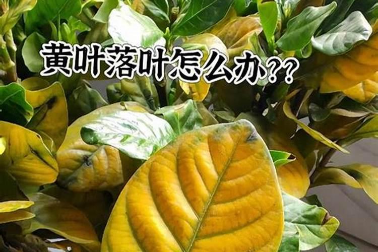 植物缺氮的症状,怎么办