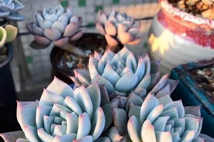 多肉需要什么肥料