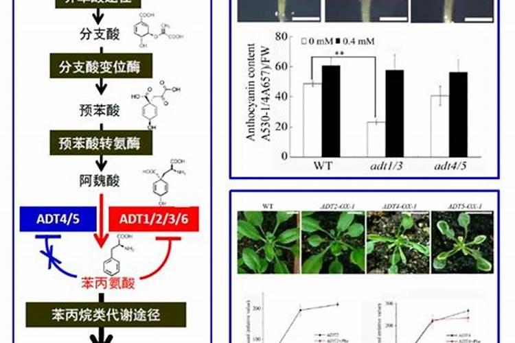 经常施肥,大家对“氨基酸”叶面肥了解吗？