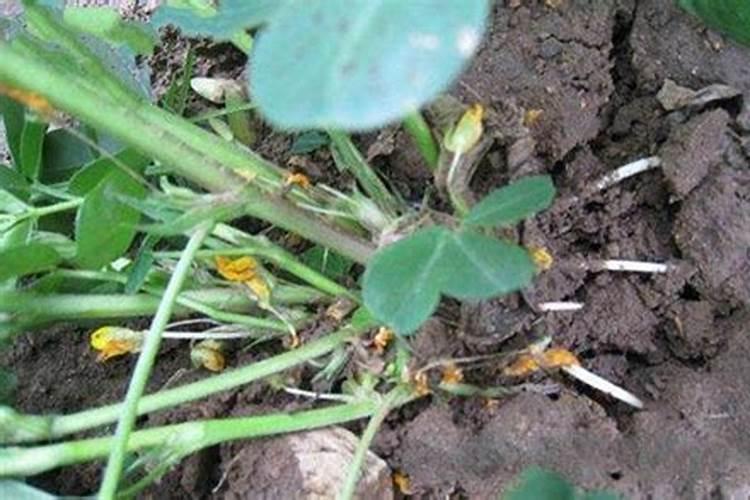 发霉的花生可以做肥料吗 怎样处理才能做花肥使用