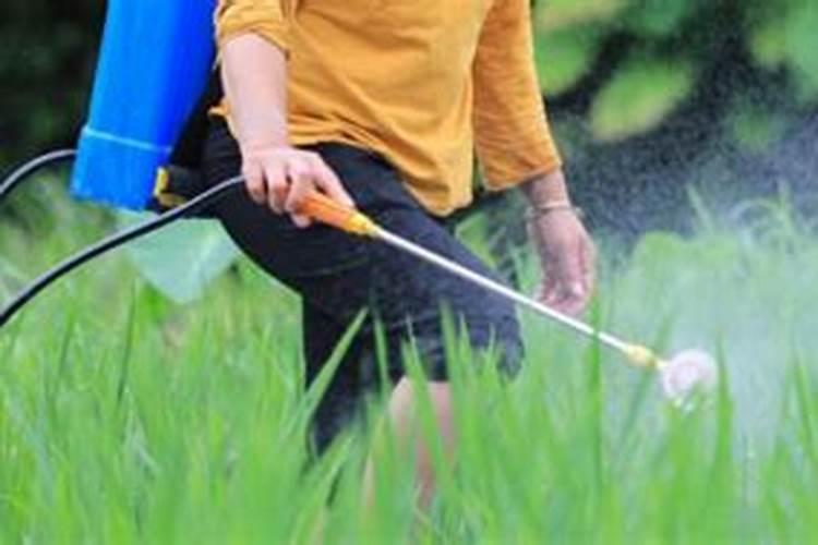 先打除草剂还是先打叶面肥