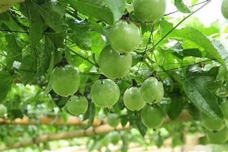 百香果能用磷酸二氢钾喷吗