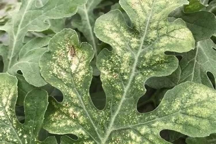 西瓜叶子上面枯黄怎么挽救 西瓜叶子上面枯黄如何挽救