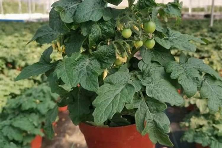 小番茄施什么肥最好