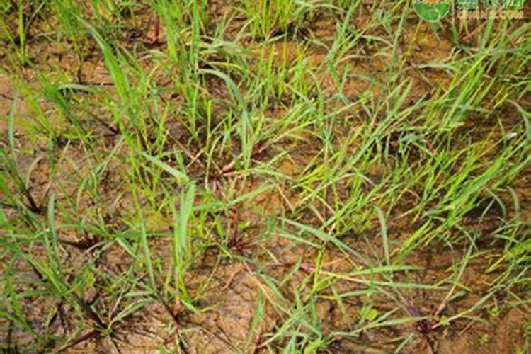 打了油葵除草剂的药筒能打叶面肥吗