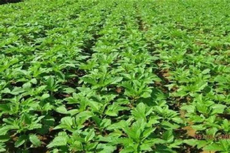 芝麻饼肥叶子上有油怎么办呢