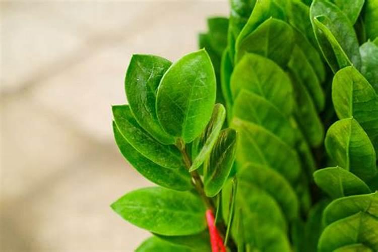 金钱树如何施肥