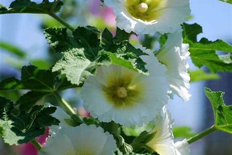 蜀葵的种植方法和注意事项