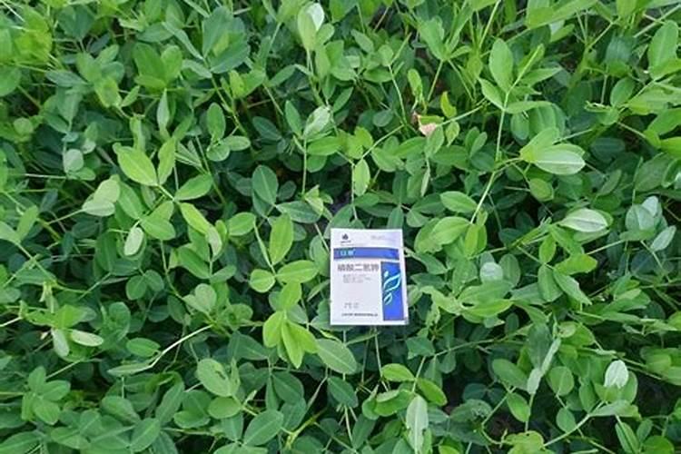 有人知道花生怎么施肥吗,还有用什么肥料好一点？