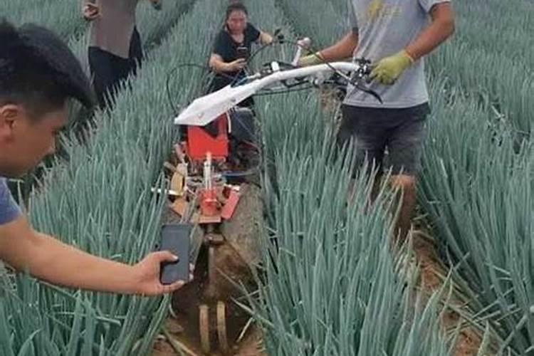 种芋头施肥的正确方法