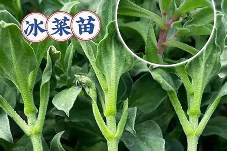 冰菜的种植方法