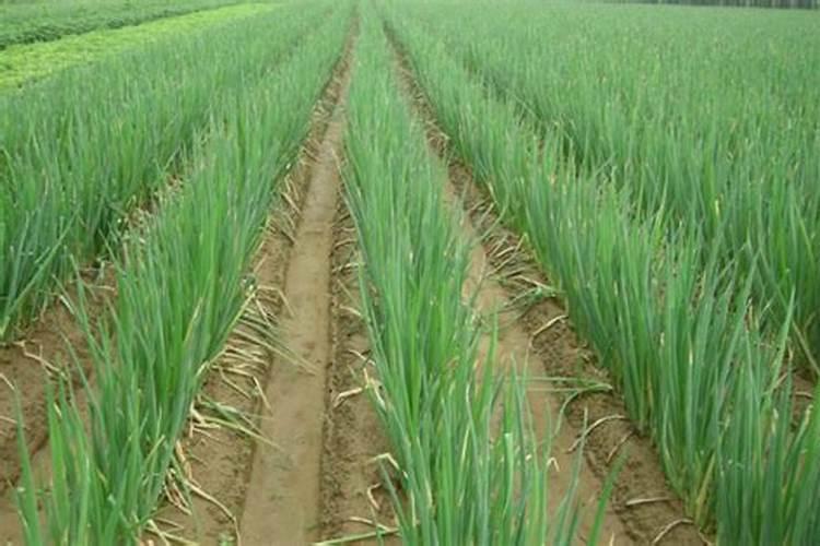 大葱整个周期都用什么肥料？