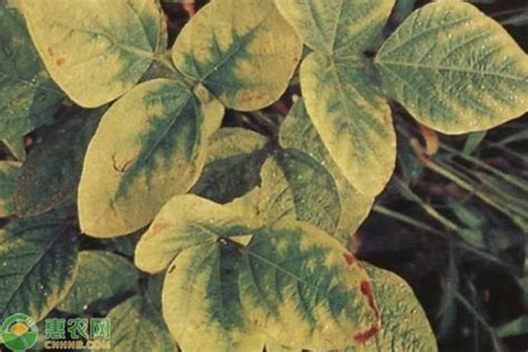 ...下列植物不用施氮肥都能生长很好的是: A.水稻