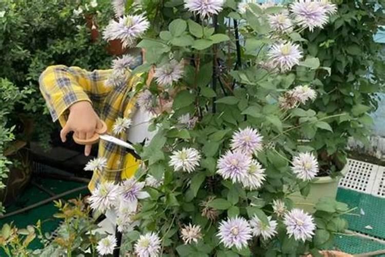 氮肥养花使用方法