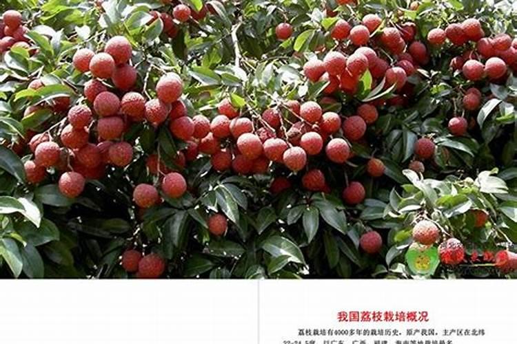 荔枝开花施什么肥