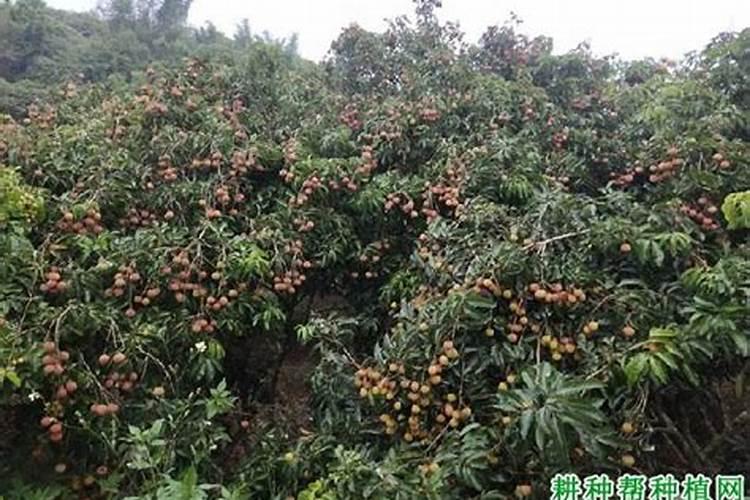 果树三个追肥最佳时间