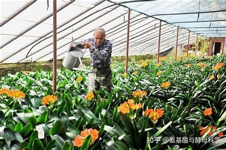 土豆开花期能不能打氨基酸