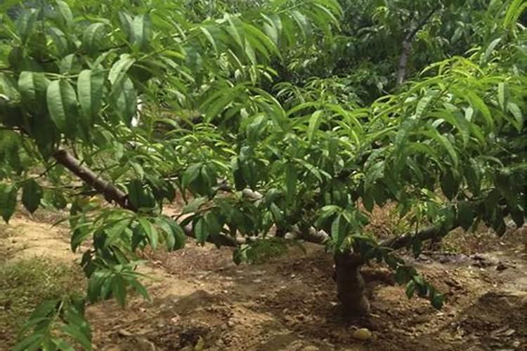 桃树采果之后,怎样管理才能让它第二年不减产？