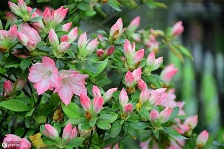 花卉是否可以施用钙镁磷肥？