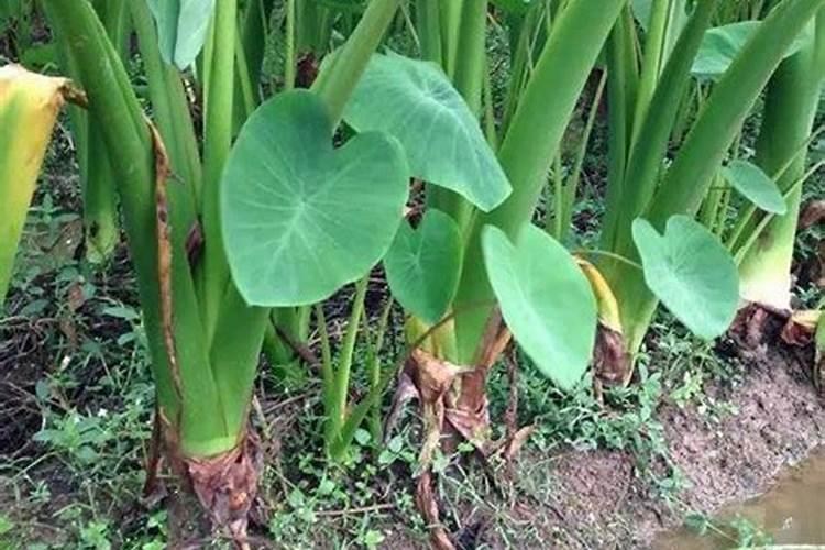 大姜种植后头两次浇水应怎么冲施肥料？