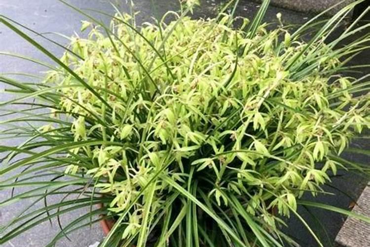 硬植的兰花如何施肥