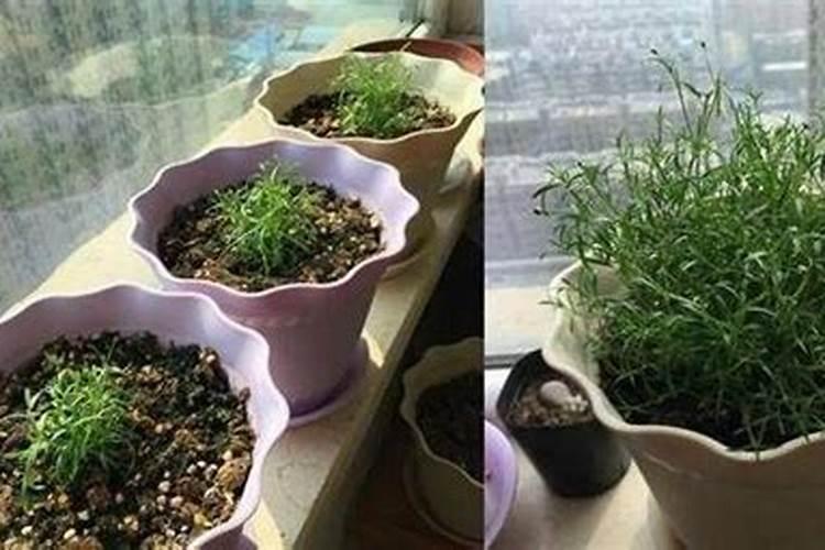 满天星施肥步骤