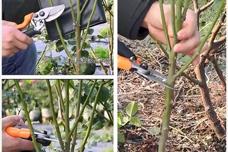 月季花施肥方法冬季 关于月季花冬季的施肥方法