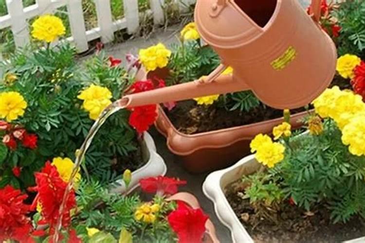 月季怎么养才能枝叶茂盛