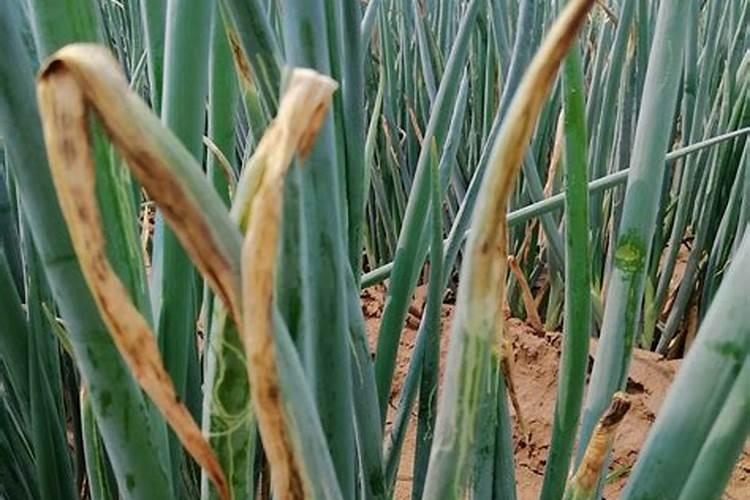 香葱干尖黄叶如何防治