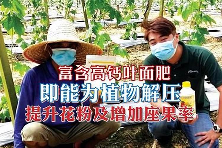 哪种叶面用的钙肥吸收好