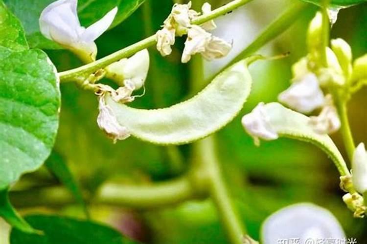 想种植食用或者中药百合花,但是没技术,没种子,希望有人可以引导!百度...