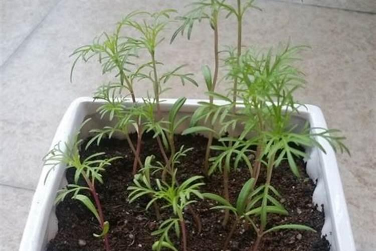 波斯菊怎么施肥,以少量多次为原则最佳