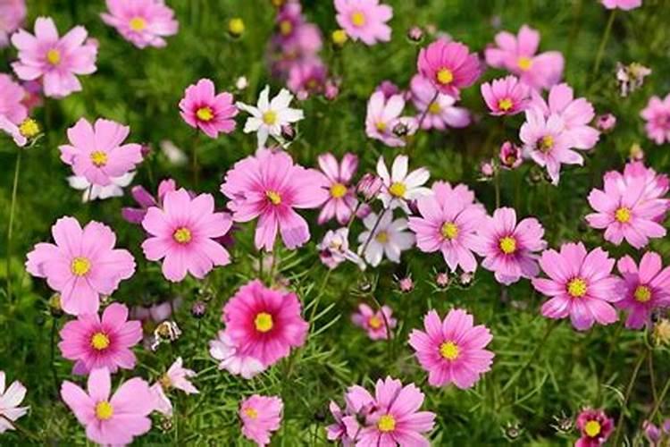 波斯菊种子的种植方法和时间