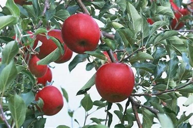 果树抗重茬用什么药比较好