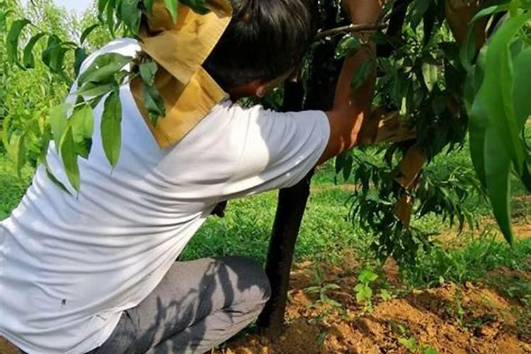 怎样施肥,才能不伤植物的根系？