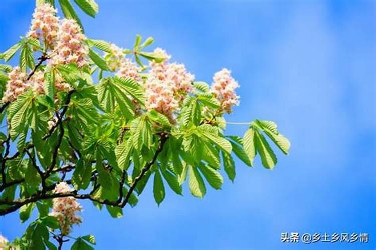 板栗树怎样施肥效果最好(板栗采收后施什么肥高产)