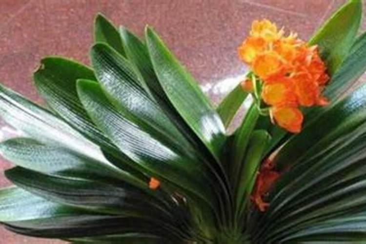 君子兰开花时能施肥吗