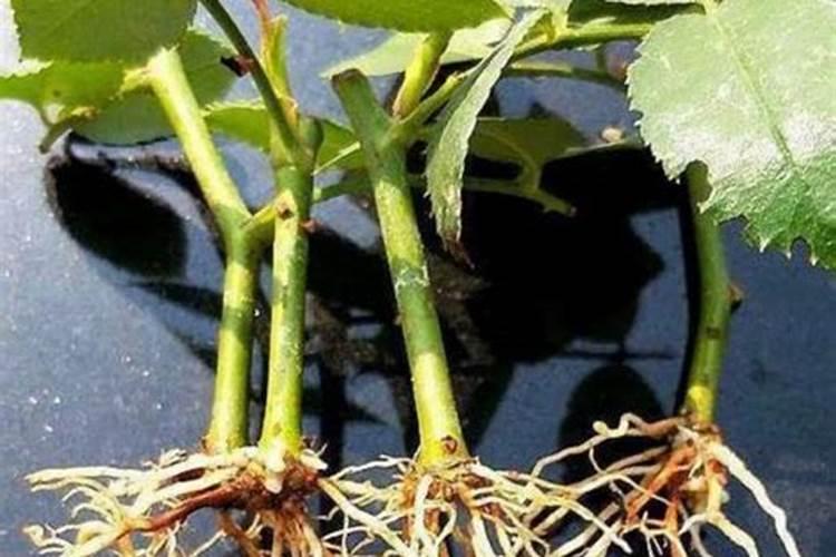 维生素b12能浇什么花