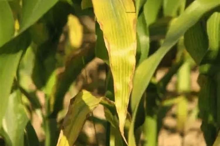 玉米叶片发黄是缺什么肥料？