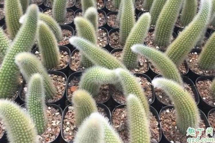 多肉植物九尾狐怎么养