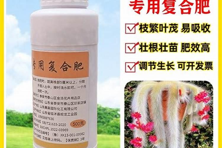 多肉植物九尾狐怎么养养殖方法有哪些