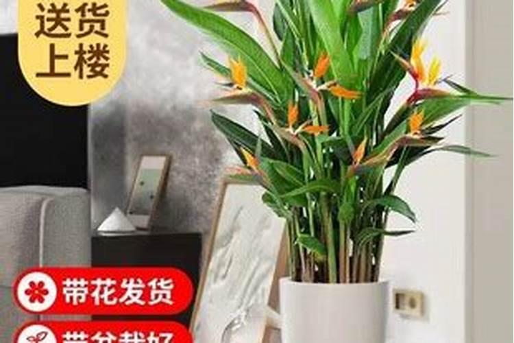 用富贵鸟造句(大约30个左右)