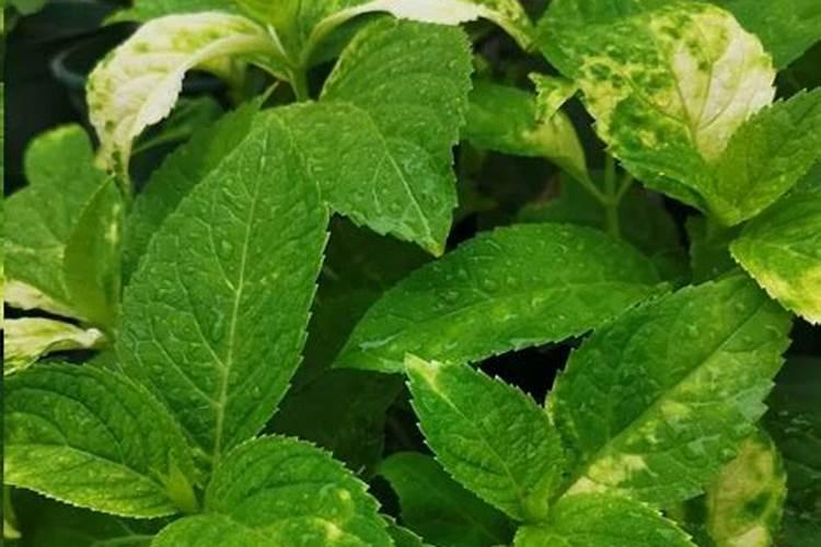 防治红红蜘蛛的同时,是否能喷叶面肥