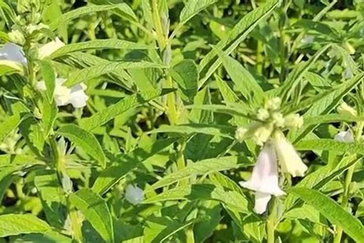 黑芝麻是怎么生长的