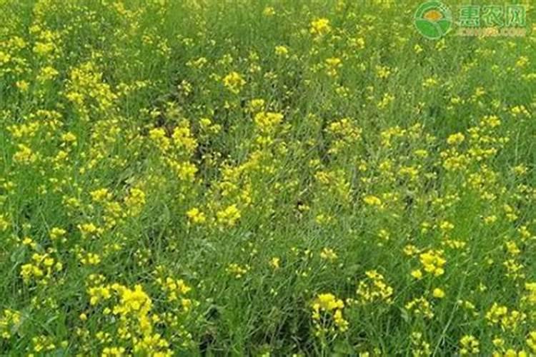 油菜什么时候施硼肥