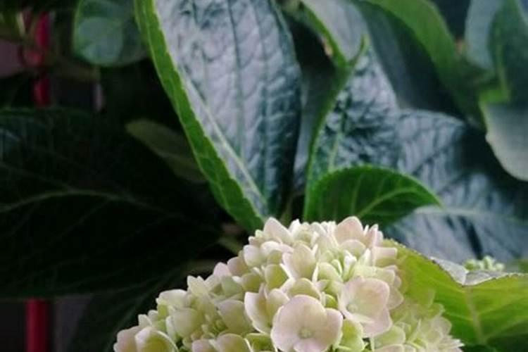 无尽夏绣球花施什么肥