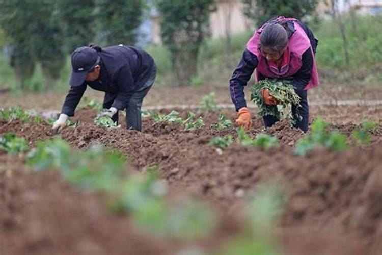 红薯移栽之后可以施肥吗？什么时候施第一遍肥？