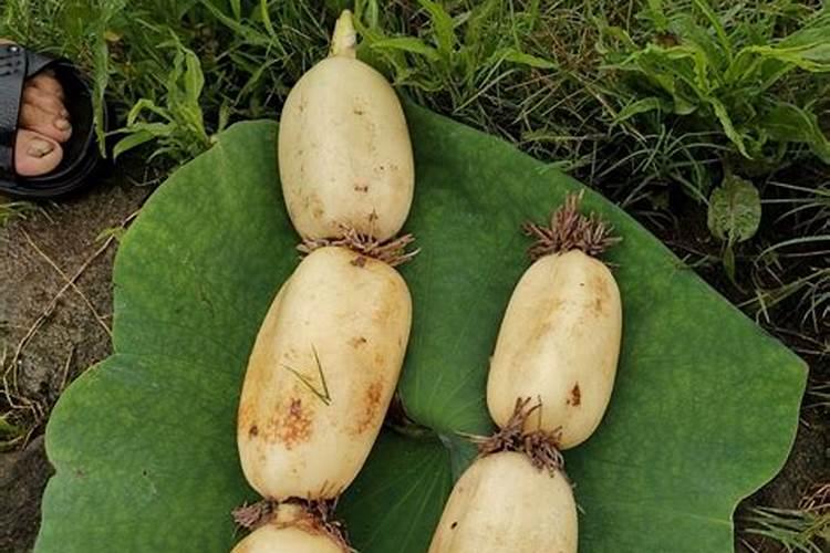 菜市场买的藕能种吗